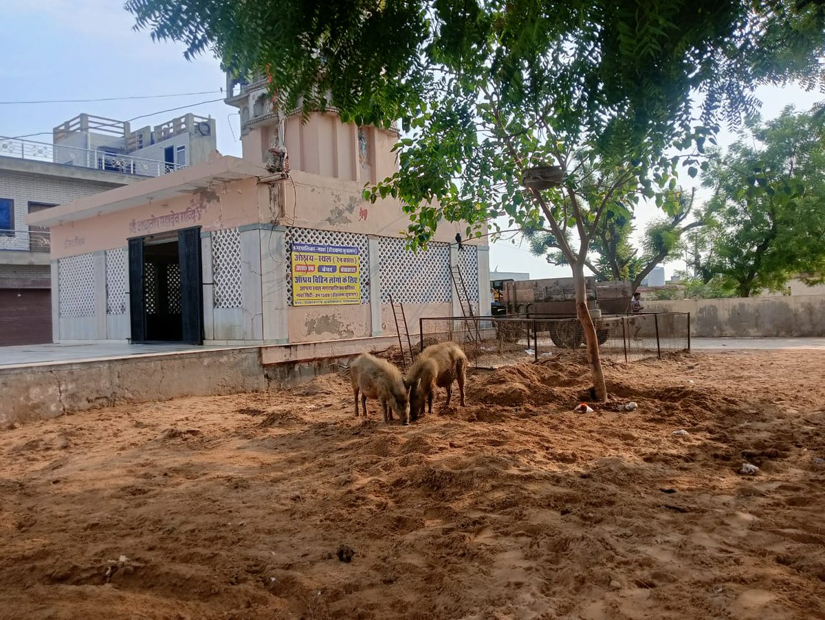 MCity87923's tweet photo. @DRMJodhpurNWR @NWRailways नावा सिटी रेलवे स्टेशन के बिल्कुल सामने रेलवे की भूमि पर एक सुंदर बगीचे की आवश्यकता है काफी समय से क्षेत्रवासी मांग कर रहे हैं जरा ध्यान धरे साहब https://t.co/cmZUGWNIZx