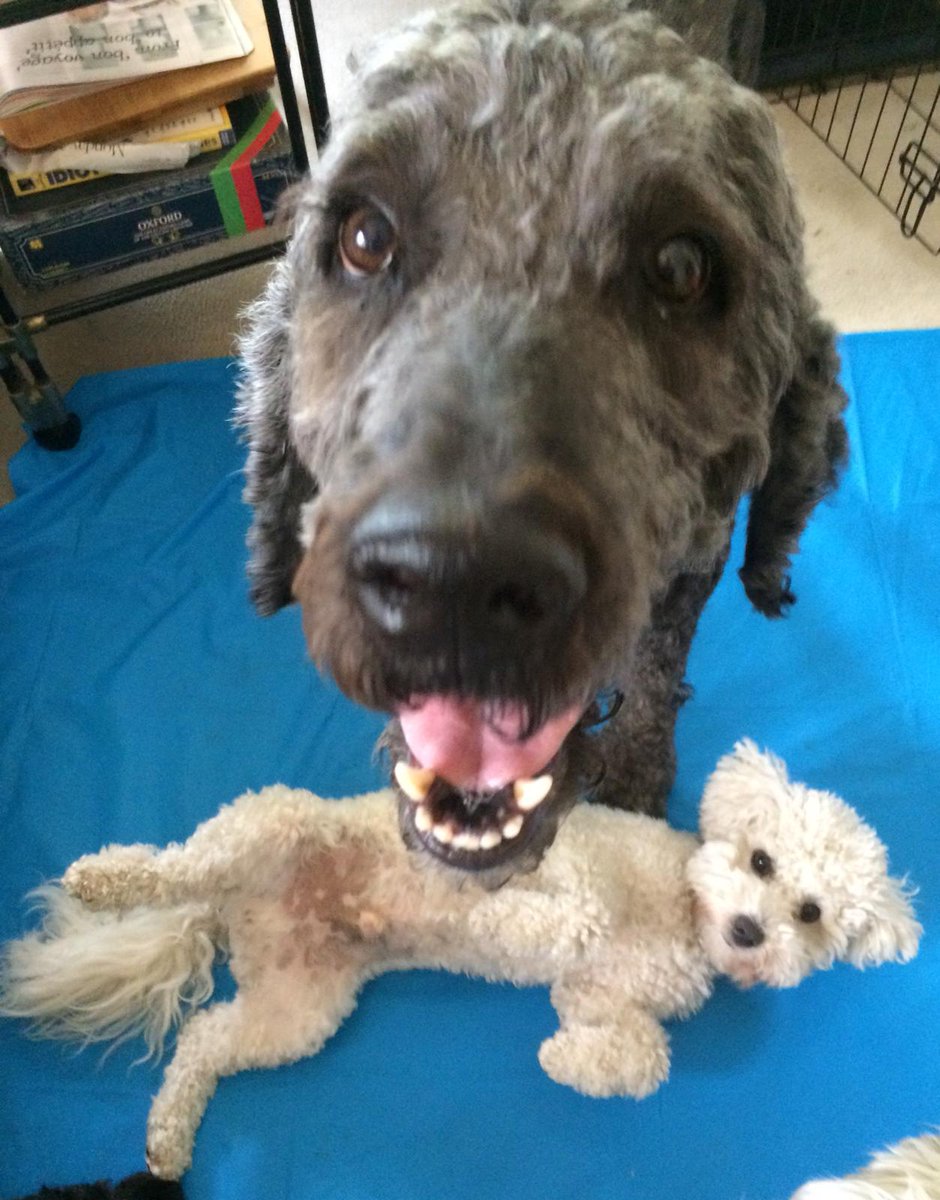 GerryMoynihan's tweet photo. @DailyPicTheme2 Harvey looks a tad #jubilant here... but why...? ๐คย
#DailyPictureTheme #Jubilant #DogWalking #Dogs #DogLovers #DogWalker #WritersAndDogs https://t.co/DIwUQlD8D4