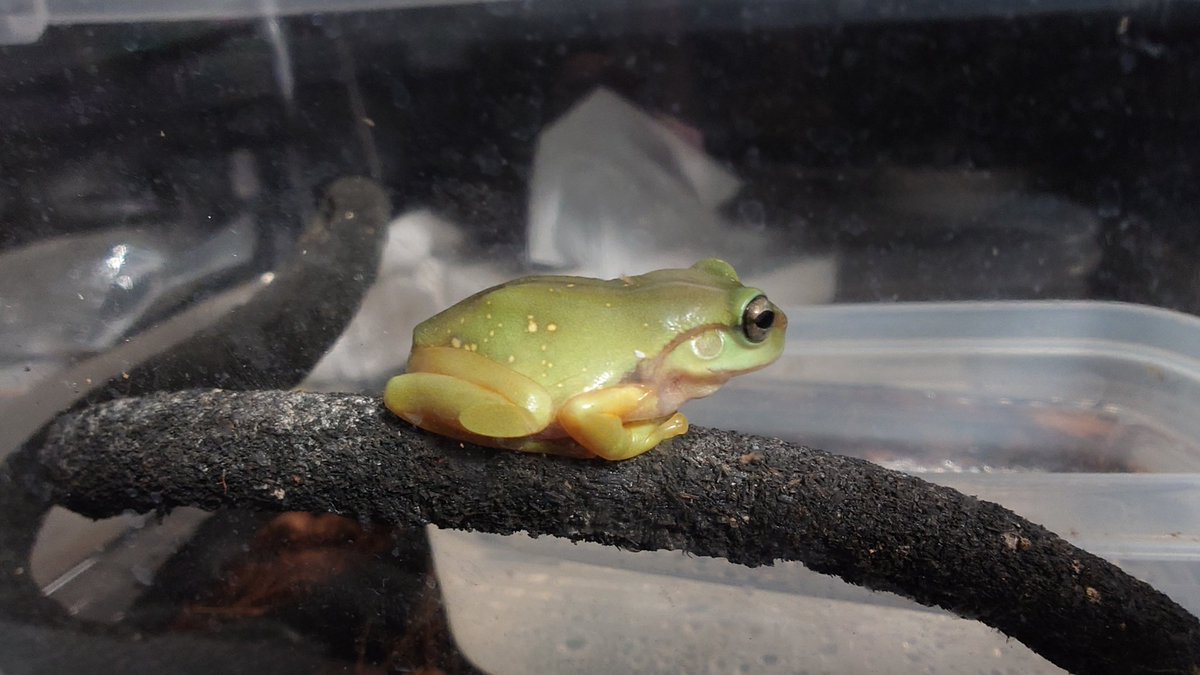 HParadoxus's tweet photo. 一時手放したけど国内CBということで。
餌食い抜群で扱いやすい。 https://t.co/dEjXL6Cgqv