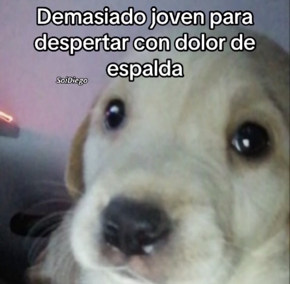 MundoDeBigotes's tweet photo. https://t.co/rlztMOtOvM