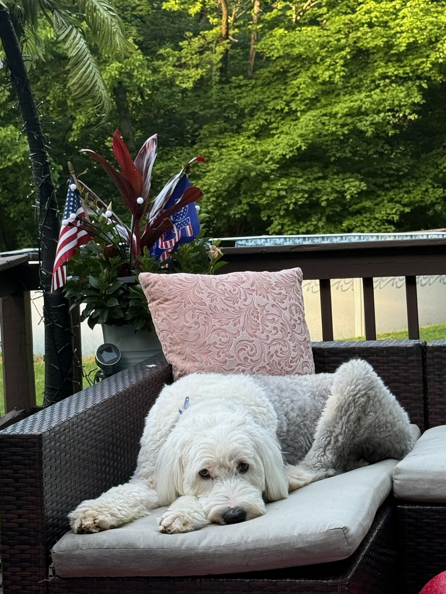 c_kar22's tweet photo. 🤗😘Hugs and Love to all our pals! Hunter &amp; Farley wanted to explain Mom not posting and keeping up. So, MIL passed Jan. NOW, HER MOM, at 80 is getting divorced. 40 years of marriage, her stepfather. It's alot, only concern is grandma being safe and happy. Mom got it handled❤️😘 https://t.co/ywDmyojw9q