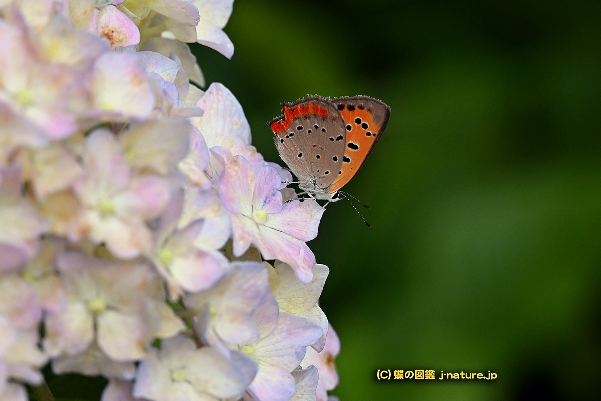 蝶の図鑑（j−nature.jp） tweet media