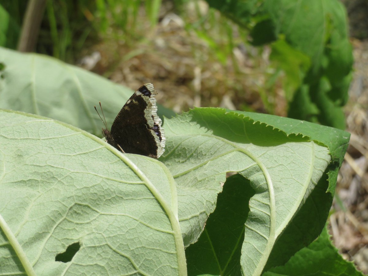 genger_insects's tweet photo. 実習5月にするべきだったな。
なんか疲れたし今年は諦めよーかな。 https://t.co/eVL5V0tHcB