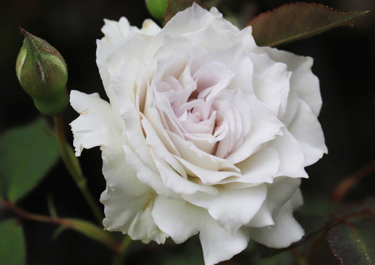 hiroshisj's tweet photo. 教会の花壇に咲いた薔薇の花。三大天使の薔薇の一つで「ガブリエル」という品種です😇 https://t.co/NHzZtU0NqJ