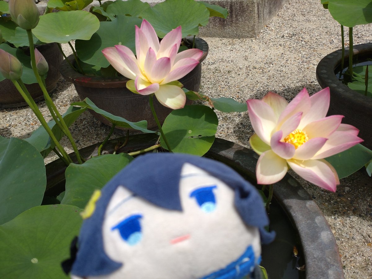 蓮とぱすちゃん 蓮はまだまだ咲き始めでしたね🪷