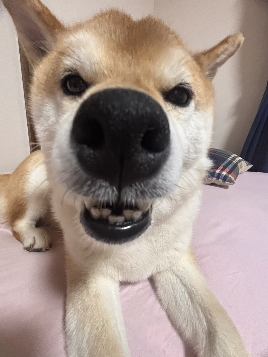 ichi_wanu's tweet photo. 歯がっちゃがちゃ https://t.co/igfUqU83ds