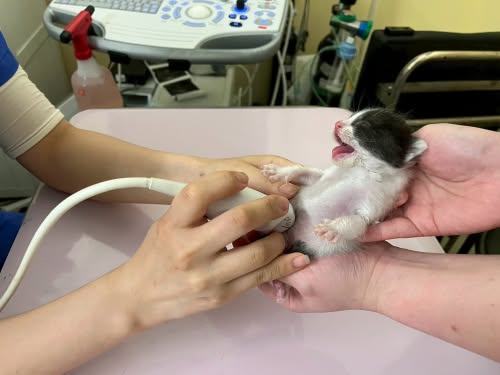 tnr_dog_cat's tweet photo. https://t.co/5lsuuE2ib7
★『猫の医療費支援プロジェクト』ベイビーちゃん、直腸脱の子猫。優しいご家族様に迎えられました。 https://t.co/Hl7tc1AJJB