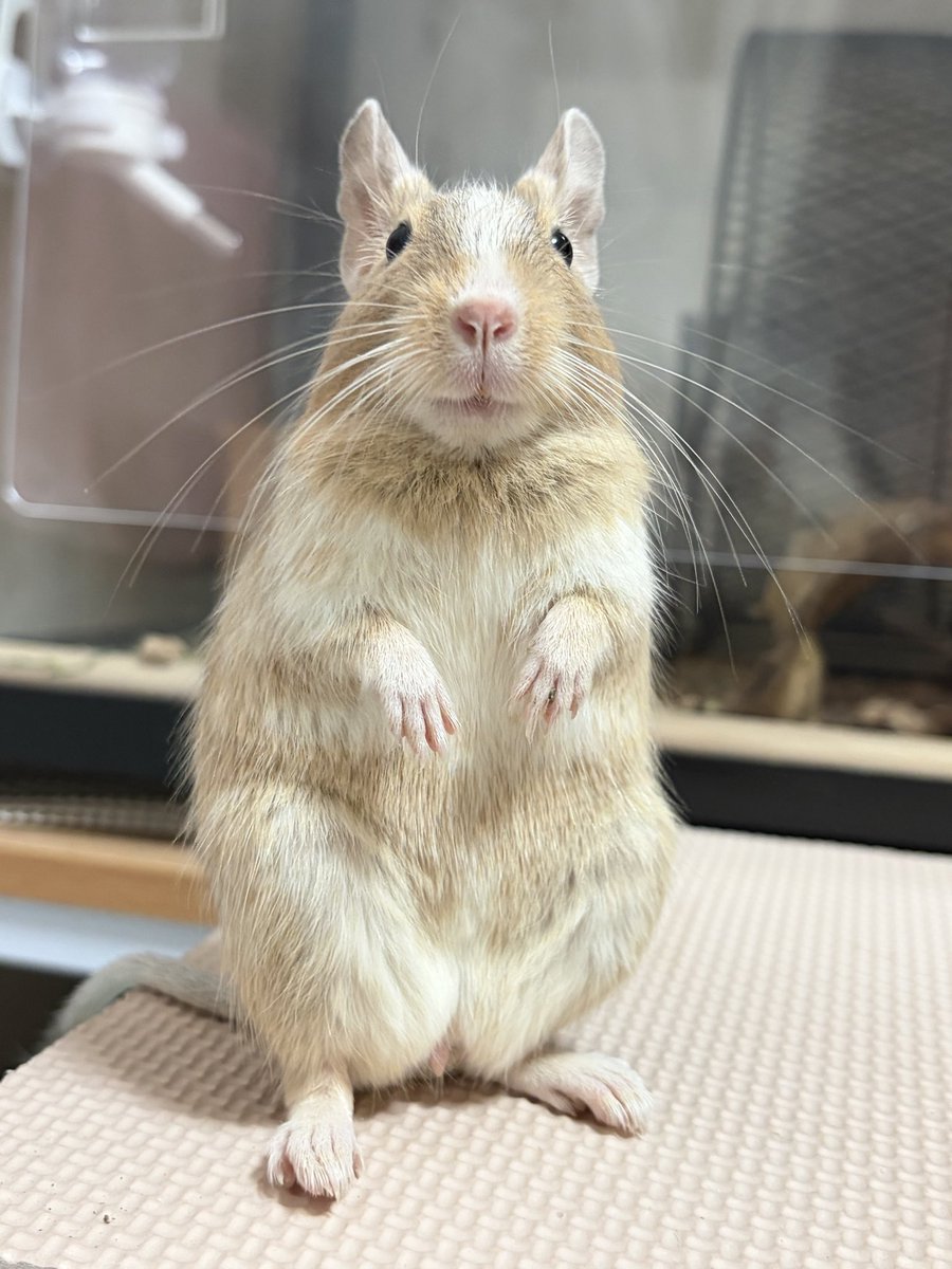 でぐでぐすてら tweet media