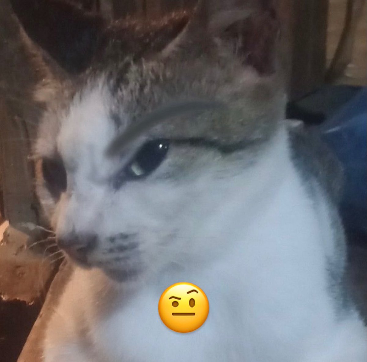 gatinarios's tweet photo. https://t.co/UO2k85n66v