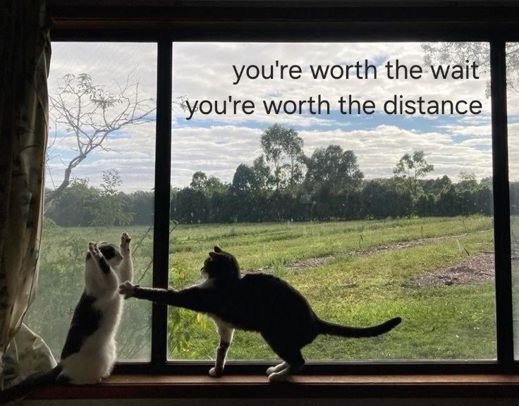 Dizzycolliesfw's tweet photo. Long distance tiny and caregiver who find ways every day to share their time together and wait so patiently for their next time together >>> https://t.co/ccfDs9U1hm