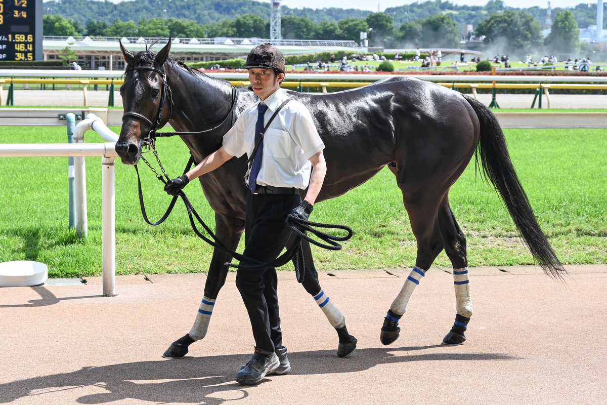SILKHCofficial's tweet photo. 【今日の1枚】@東京競馬場
キレ味抜群の末脚で鮮やかに差し切った #イニスフェイル

F.ゴンサルベス騎手は「完璧に近い競馬でした」と話していた通り、前走の経験を活かした騎乗で、イニスフェイルもそれにしっかり応えてくれました👏🏻
昇級後の走りにも期待が持てる内容でしたし、今後の成長が楽しみですね😊

皆様おめでとうございました㊗️

#silkhc
#東京競馬場