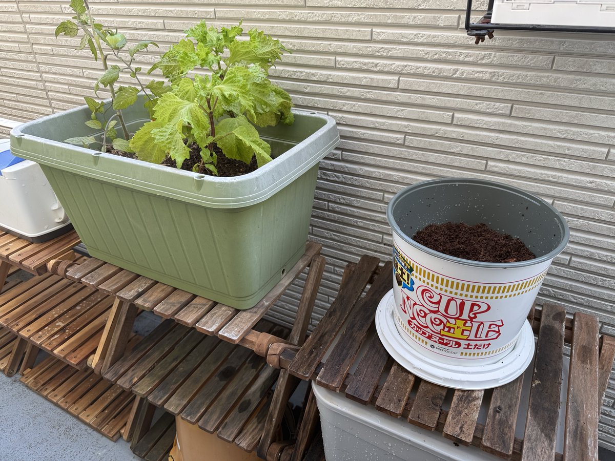 elepro2's tweet photo. ベランダ菜園にカプヌが仲間入り https://t.co/hRfsBYQQVR