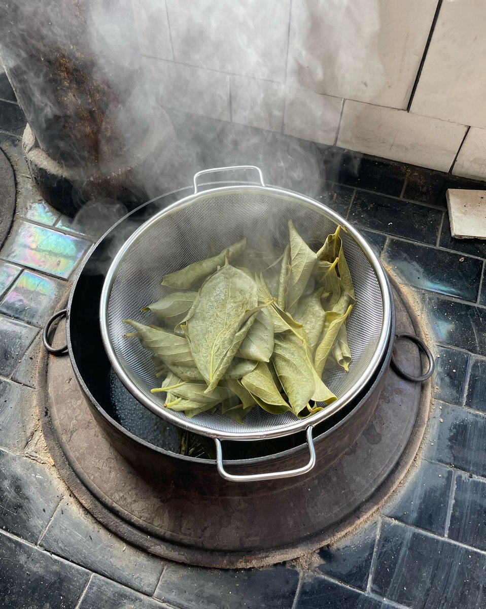 notohibachi's tweet photo. 柿の葉茶作ります。
葉っぱを洗って、1分蒸し、カラカラになるまで日陰で乾かせばできるみたい。
かまど大活躍！

最近、乾燥させずにそのまま鉄瓶でお茶にしても飲んでいます。 https://t.co/qAiRQmBBZF