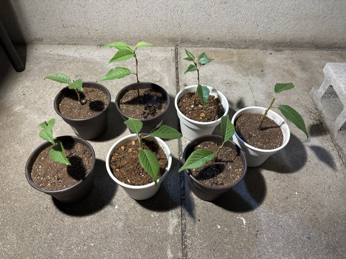 hebo_engineer's tweet photo. 挿し木で増えた桜の木、一つ一つ別の鉢に植え替えました。
ネットで調べると中々成功しないとか、成功率は30%くらいってみんな言ってるのは何なの…？ 今のところ成功率100%なんですが(滝汗)

たぶんここからが本番なんだろうなぁ。
あと予想外に増えすぎたのはどうしよう？知り合いに押し付けるとか？ https://t.co/2clbNdQ7tL