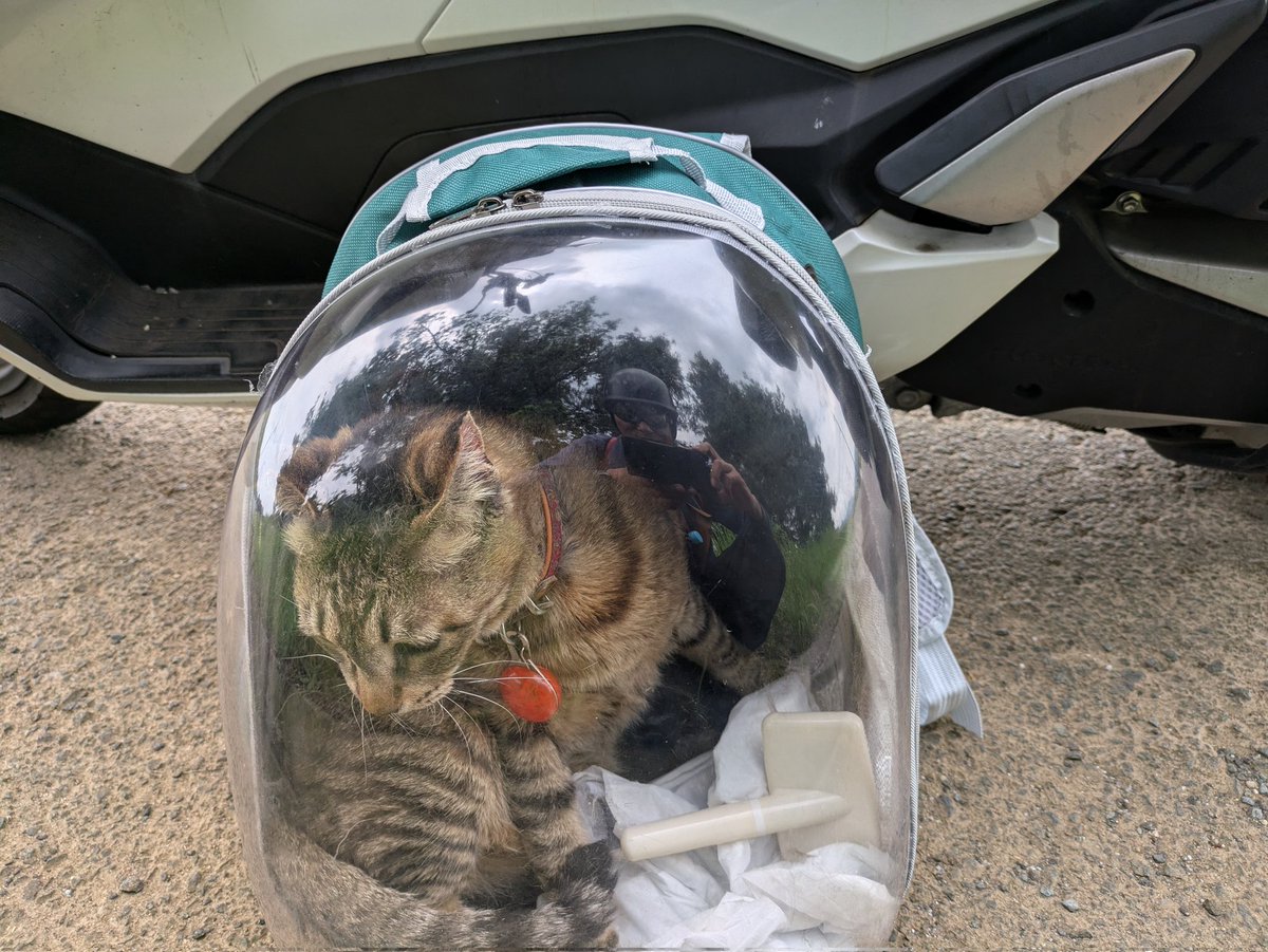 youchychy's tweet photo. リュウちゃん
今日も母の老人ホームにコメを連れて行きました
ニャンニャンが止まらない
いつになったら慣れるんだろう

私の顔を見てニャンニャン言うから
可哀想になる https://t.co/giE2QGmZ5H