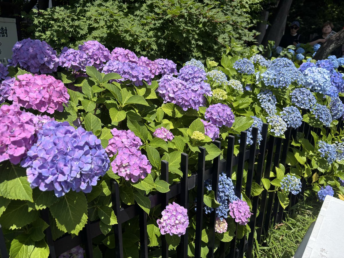 bunkyo_flower's tweet photo. #文京あじさいまつり の明日6/7（日）の見どころを少しだけご紹介💁‍♀️
✅歯の健康祈願祭
✅石川県白山市物産品販売
✅お買い物スタンプラリー
などなど、、、
特に白山市の物産品を購入できるのは明日だけ！
梅雨の日のお散歩にぜひ会場へ✨ https://t.co/lVnZ5GtvL2