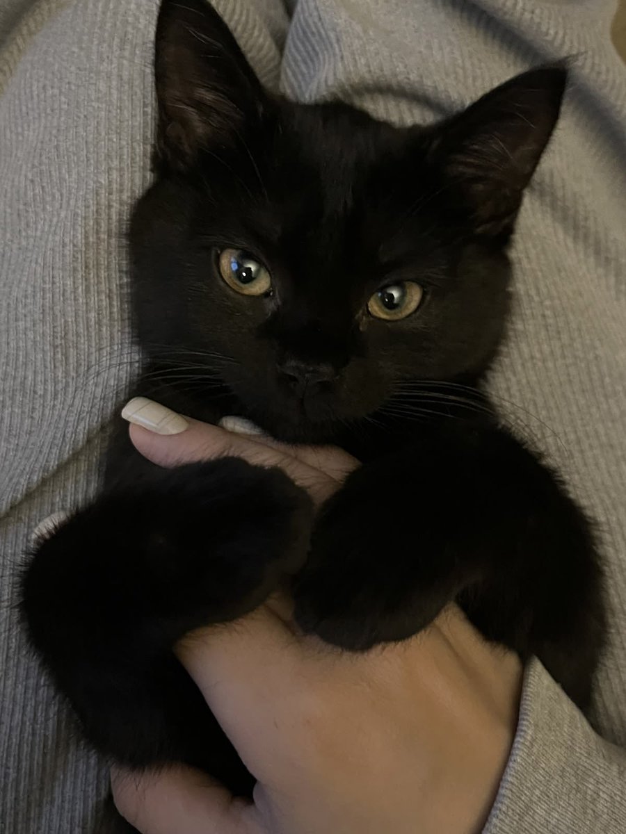blackscats's tweet photo. https://t.co/ZMdMuFFQf8