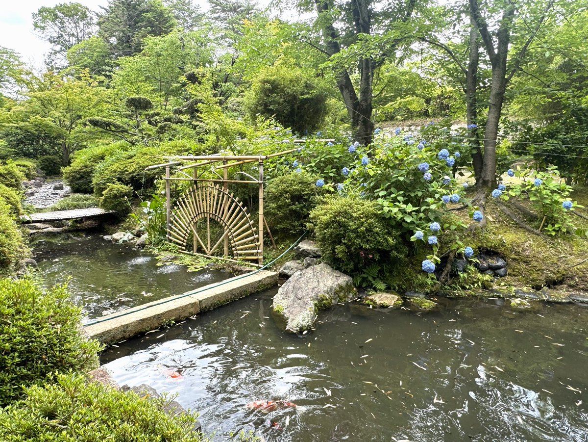 syojyo1582's tweet photo. 📣現在の庭園
お庭の紫陽花がきれいに咲く季節になりました✨
雨に濡れて美しさを増すあじさいを、松花堂庭園でごゆっくりご観賞ください。 https://t.co/ViIErzPjqR