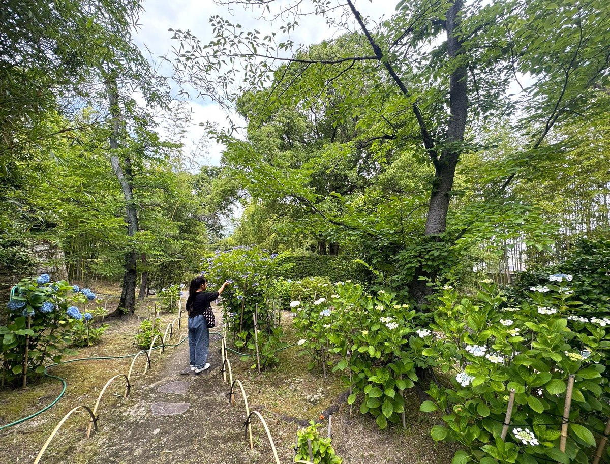 syojyo1582's tweet photo. 📣現在の庭園
お庭の紫陽花がきれいに咲く季節になりました✨
雨に濡れて美しさを増すあじさいを、松花堂庭園でごゆっくりご観賞ください。 https://t.co/ViIErzPjqR