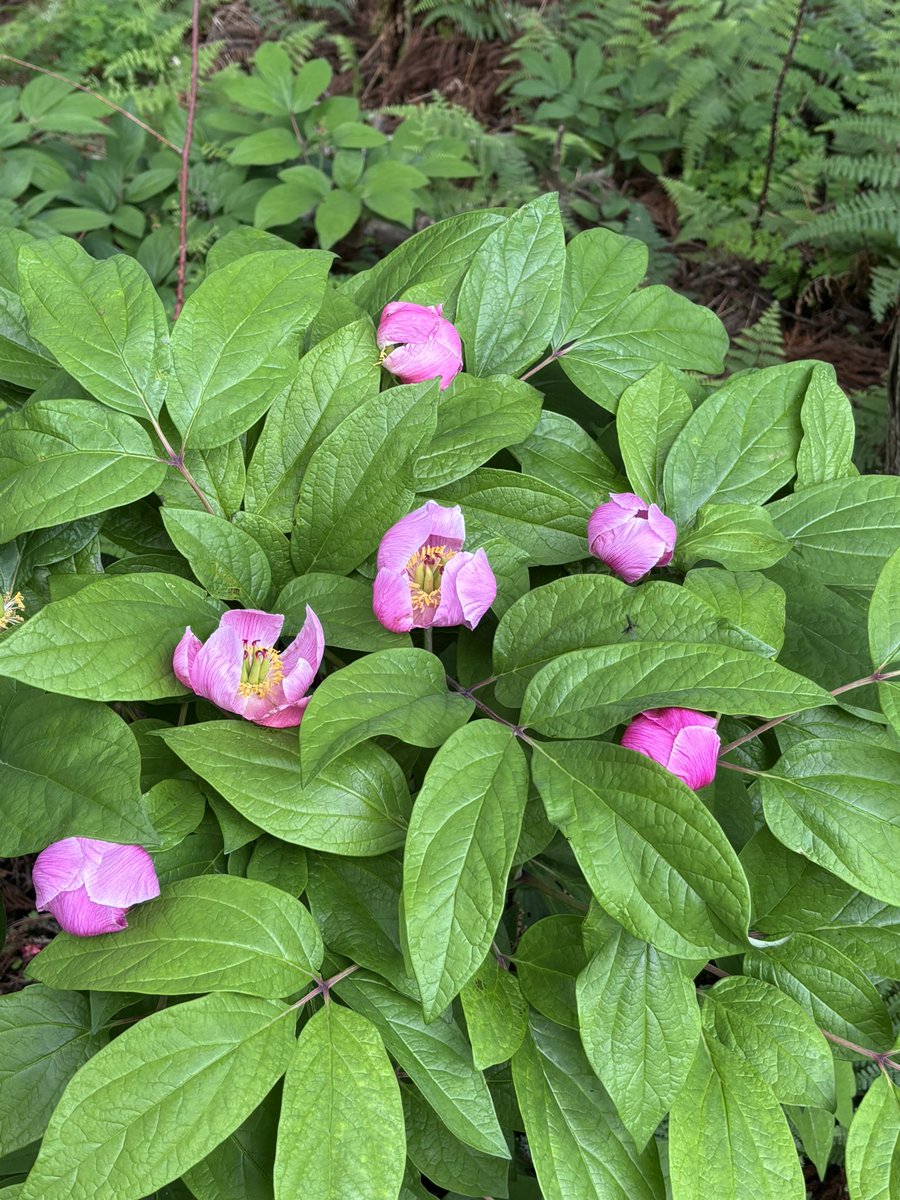 3Sky16's tweet photo. 東宮山に登りましたー⛰️
先日の台風の影響か　花びらが散っていました　でも何とか耐えたベニシャクも

徳島県美馬市、神山町 https://t.co/cUruRCeYd3