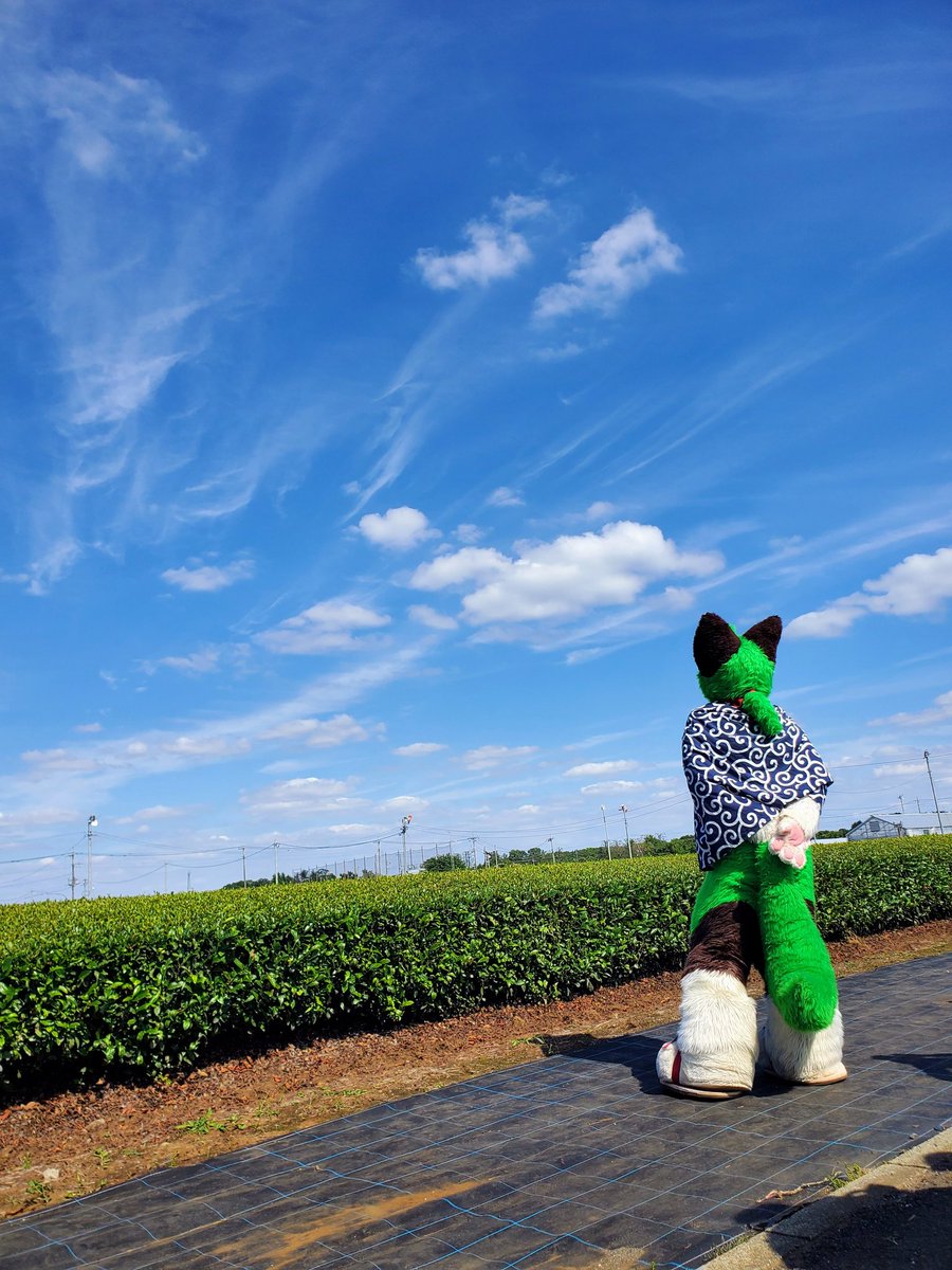 mochi_Loptr's tweet photo. 狭山茶体験フェスタ にて！
途中から天気よくなって良かったね🌞🌱
 #りきゅ写 https://t.co/ORAMdh4bOz