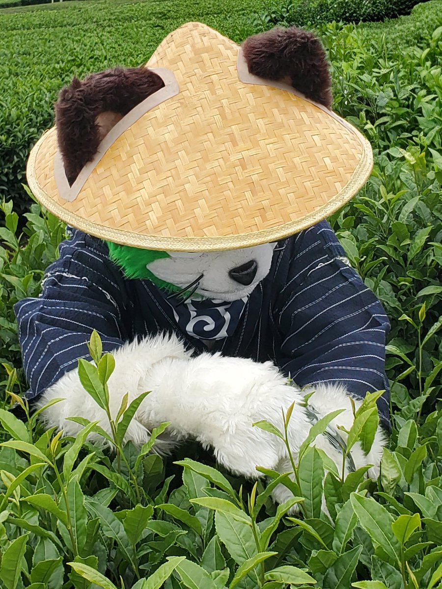 mochi_Loptr's tweet photo. 狭山茶体験フェスタ にて！
途中から天気よくなって良かったね🌞🌱
 #りきゅ写 https://t.co/ORAMdh4bOz