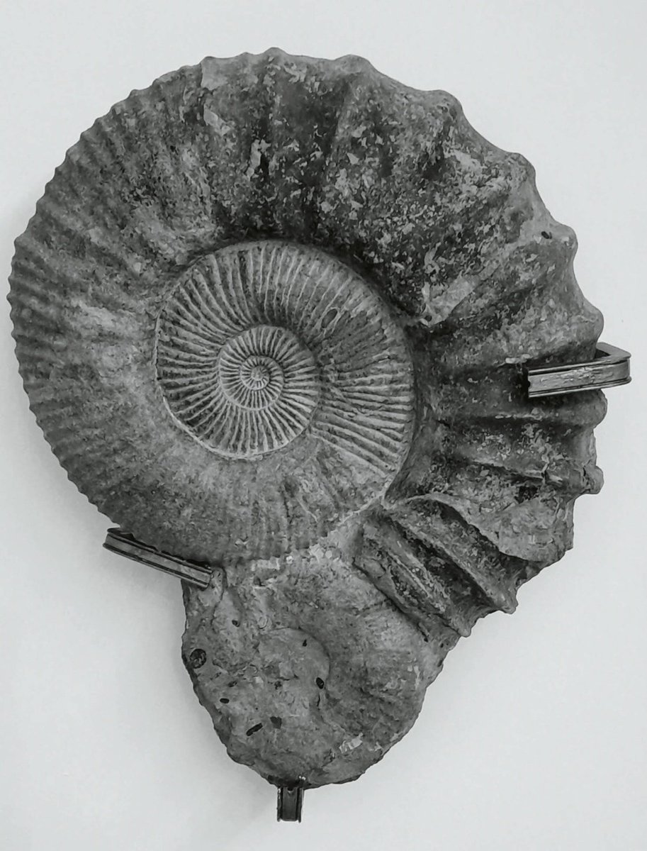Kastanienzweig's tweet photo. 📍 A work of art of nature
#Ammonite #Fossil #AmmoniteFossil #Paleontology #Prehistoric
#Fossils #AncientLife #Geology #NatureLovers https://t.co/C9b73c9wh6