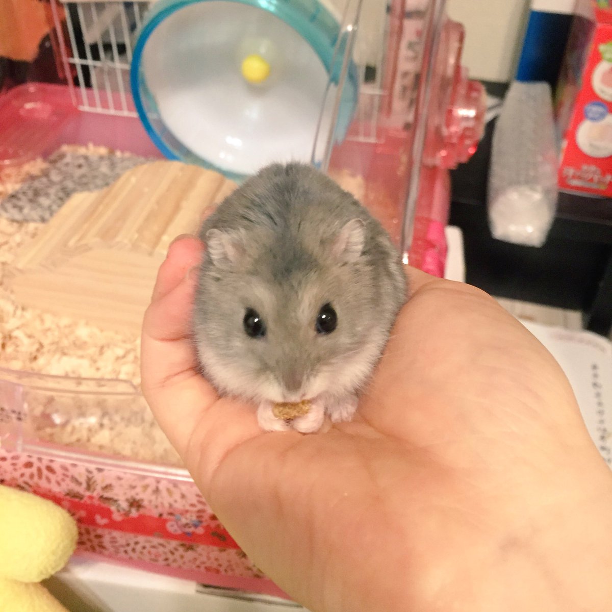 hazarsuraj's tweet photo. すっぽりしているすばる https://t.co/yetRpo0385