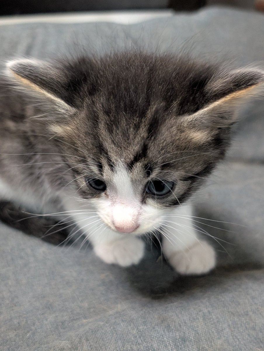olhidea's tweet photo. 先月産まれた仔猫。
名前は「なつ」。たぶん♂。 https://t.co/fc0eqv13HI