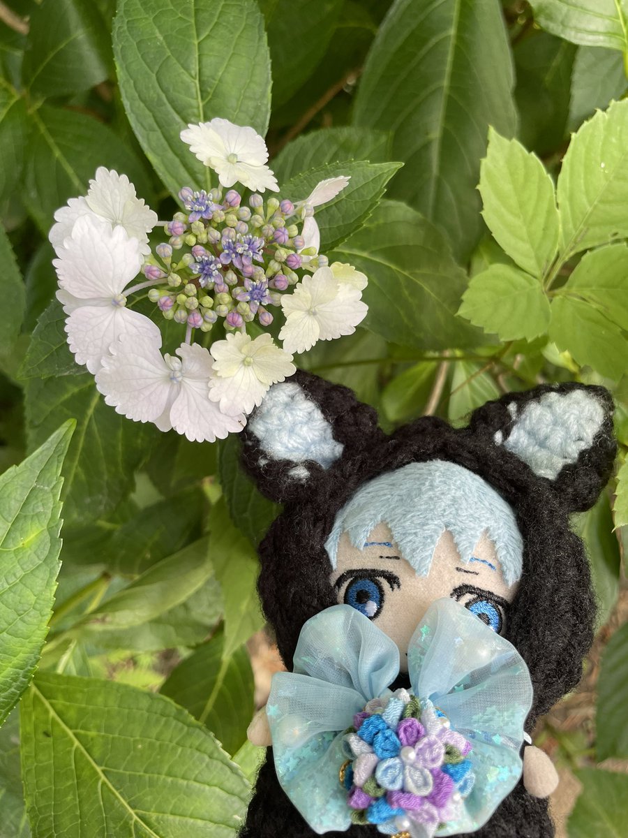 jima80ko's tweet photo. 見頃はまだこれからだねえ
ちいこいのがいっぱいあってかわいかった🥰 https://t.co/jNGS7oYYBl