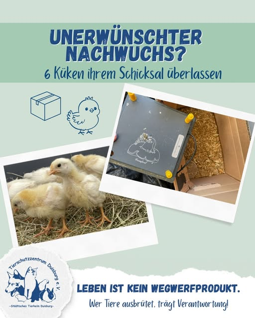 yolandaschultes's tweet photo. 47xxx Duisburg
Küken im Karton ausgesetzt
Kopie Duisburger Tierheim
Diese sechs Küken wurden nachts vor einer Polizeiwache abgestellt.
Die Tiere waren noch viel zu jung, um ihre Körpertemperatur selbst zu halten. Zwar befand sich eine Wärmeplatte im Karton, diese nützt den Tieren jedoch nichts, wenn sie nicht angeschlossen ist. Die Küken waren gemeinsam mit der Platte auf engem Raum eingesperrt, der Karton war zugeklebt.
Wir vermuten, dass die Tiere aus einer privaten Brut stammen und man sich ihrer entledigen wollte, als klar wurde, dass für die Küken keine Zukunft geplant war.
Solche Fälle machen uns traurig und fassungslos. Wer Tiere ausbrütet, übernimmt Verantwortung, auch für jedes einzelne geschlüpfte Leben.
Die gute Nachricht: Alle sechs Küken haben überlebt und entwickeln sich inzwischen prächtig. Sobald sie alt genug sind, dürfen sie in ein passendes Zuhause ziehen.
Bis dahin dürfen die sechs bei uns in Ruhe groß werden!