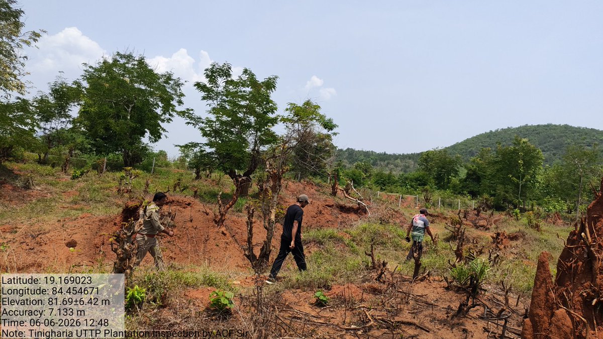 frospalli's tweet photo. ACF, I/c Samantiapalli Range is inspecting GMM UTP 2026-27 plantation site at Tinigharia with meticulously evaluating site conditions to select the perfect tree species to be planted. Matching the right species to the right soil ensures high survival rates . https://t.co/PRY3J0SXFH