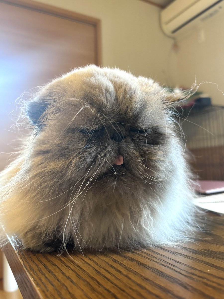 moukitten's tweet photo. 病院行く前と行った後🏥
一気に老け込んだ👴🏻
ゆぱさま何もさせてくれないので
耳掃除、爪切り、足裏バリカンコース

ブリーダーが病気放置してたからゆぱさまの耳はつぶれて蒸れやすくて痒みが出るみたい💦かわいそうに...
折れ耳っぽくなってるのもチャームポイントだと思ってるけどね😌🩶 https://t.co/fZx3XNBd2R