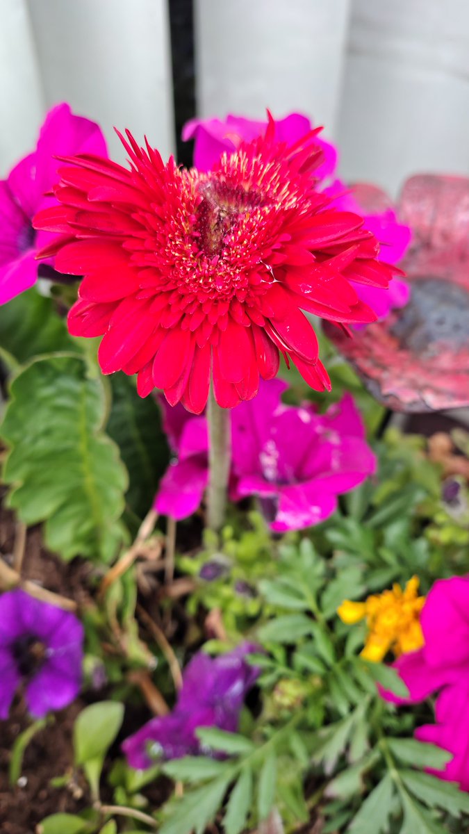 Nature_Lens1's tweet photo. #flowersaturday #flowertherapy #flowerlovers https://t.co/tG2HpnTaA1