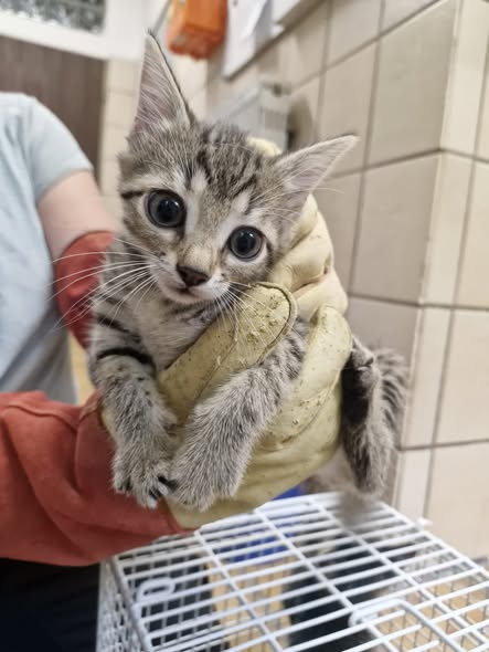 yolandaschultes's tweet photo. 76829 Landau
Vier Kitten mit hoher Wahrscheinlichkeit ausgesetzt
Kopie
Diese vier Kitten wurden in 76829 Landau gefunden.
Glücklicherweise konnten sie alle gesichert werden.
Wer kennt sie oder hat etwas gesehen?
Telefon (AB) 06341 62658 oder eine Mail an info@tierheim-landau.de https://t.co/5svmzr7P0Q