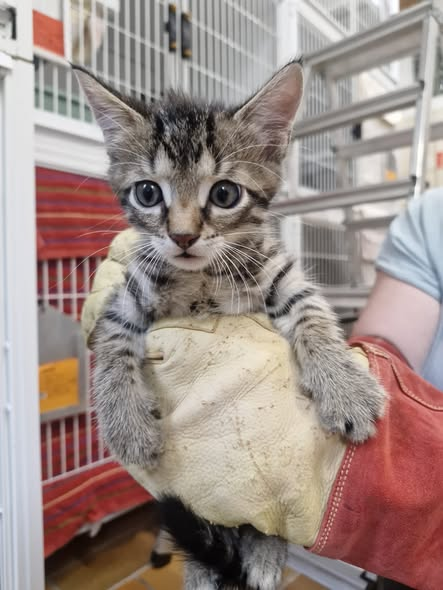 yolandaschultes's tweet photo. 76829 Landau
Vier Kitten mit hoher Wahrscheinlichkeit ausgesetzt
Kopie
Diese vier Kitten wurden in 76829 Landau gefunden.
Glücklicherweise konnten sie alle gesichert werden.
Wer kennt sie oder hat etwas gesehen?
Telefon (AB) 06341 62658 oder eine Mail an info@tierheim-landau.de https://t.co/5svmzr7P0Q