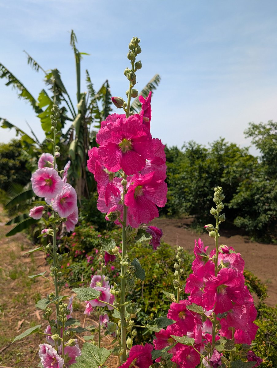 esakura39's tweet photo. @shono_kiroku 良い知らせ嬉しいです！
応援のお花の写真を送ります。
花言葉は「大望」「豊かな実り」などです😊
しょーくん頑張れ！ https://t.co/aNGwaPQuPP