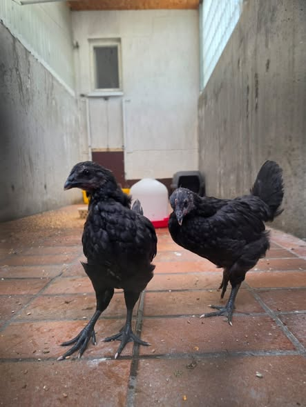 yolandaschultes's tweet photo. Herzlos entsorgt in Bonn-Beuel
Kopie Tierheim Bonn
Am 31.05. wurden in Bonn-Beuel drei Junghühner (vermutlich Hähne) gefunden. Die Art und Weise macht uns fassungslos: Die Tiere wurden in einer Plastikkiste ohne Luftlöcher und ohne Trinken einfach ausgesetzt (die Wasserschale wurde erst von den Findern in die Box gestellt) – und das bei den aktuellen Temperaturen.
Das ist kein „Versehen“, das ist Tierquälerei und eine Straftat.
Unser Appell an alle:
Küken sind süß, ja. Aber wer seine Hennen brüten lässt, muss Verantwortung übernehmen. Statistisch gesehen ist jedes zweite Küken ein Hahn. Wer keinen Platz für Hähne hat oder keine Lösung für deren Verbleib kennt, darf nicht züchten!
Aussetzen ist keine Lösung, sondern grausam.
Bitte teilt diesen Beitrag, um auf das Problem aufmerksam zu machen. Falls jemand Hinweise zu den Tieren oder dem Besitzer hat, meldet euch bitte bei uns.
Ein besonderer Dank gilt @rettetdashuhnev, die die Hähne heute übernommen haben und nun erst einmal wieder aufpäppeln werden
+49 228 636995
info@tierheimbonn.de
