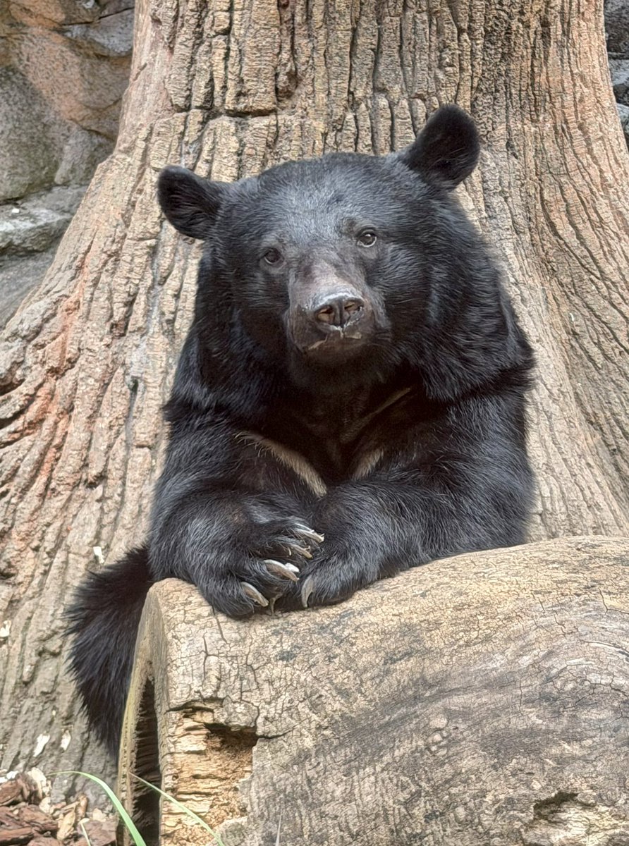 yoccy445's tweet photo. クマ達とお話出来たらいいのにね…🥰

(2026年5月29日撮影)

#上野動物園 #動物園 #ツキノワグマ #クマ #UenoZoo  #Zoo #AsianBlackBear #bear https://t.co/ln01BNtao5