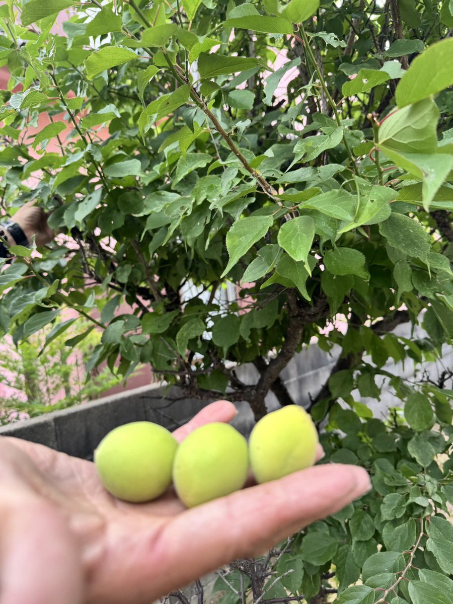23_love2's tweet photo. 我が家の梅の木
｢実｣を収穫
この後、下処理して
梅シロップ作ります🍀*゜ https://t.co/qa8MkdL62X