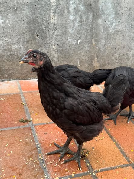 yolandaschultes's tweet photo. Herzlos entsorgt in Bonn-Beuel
Kopie Tierheim Bonn
Am 31.05. wurden in Bonn-Beuel drei Junghühner (vermutlich Hähne) gefunden. Die Art und Weise macht uns fassungslos: Die Tiere wurden in einer Plastikkiste ohne Luftlöcher und ohne Trinken einfach ausgesetzt (die Wasserschale wurde erst von den Findern in die Box gestellt) – und das bei den aktuellen Temperaturen.
Das ist kein „Versehen“, das ist Tierquälerei und eine Straftat.
Unser Appell an alle:
Küken sind süß, ja. Aber wer seine Hennen brüten lässt, muss Verantwortung übernehmen. Statistisch gesehen ist jedes zweite Küken ein Hahn. Wer keinen Platz für Hähne hat oder keine Lösung für deren Verbleib kennt, darf nicht züchten!
Aussetzen ist keine Lösung, sondern grausam.
Bitte teilt diesen Beitrag, um auf das Problem aufmerksam zu machen. Falls jemand Hinweise zu den Tieren oder dem Besitzer hat, meldet euch bitte bei uns.
Ein besonderer Dank gilt @rettetdashuhnev, die die Hähne heute übernommen haben und nun erst einmal wieder aufpäppeln werden
+49 228 636995
info@tierheimbonn.de