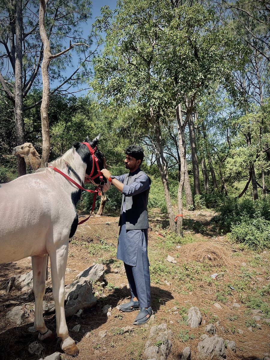 hashu_khn's tweet photo. I love horses and horse riding very much. It gives me real peace. It is not about showing off; it is all about trust and respect between me and the horse. 🔥🐴

#fyp #viral #hashukhan https://t.co/U4vKzSBCtp