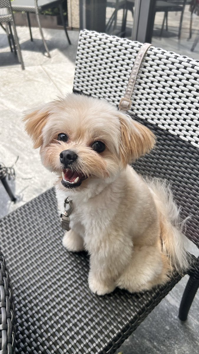 pomapoo_al's tweet photo. 朝活したよ〜ニコニコ笑顔まぶしい🎀 https://t.co/abRTbCE68s