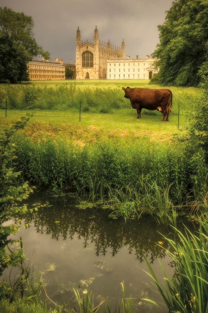 acambridgediary's tweet photo. 6th June 2017
Even the cows appreciate the Perpendicular Gothic English architecture of King’s College Chapel. Picture from my book 'Cambridge - Town &amp; Gown'. Available at https://t.co/VnLHdg6Knh and all bookshops. https://t.co/FXgt6ZujJs