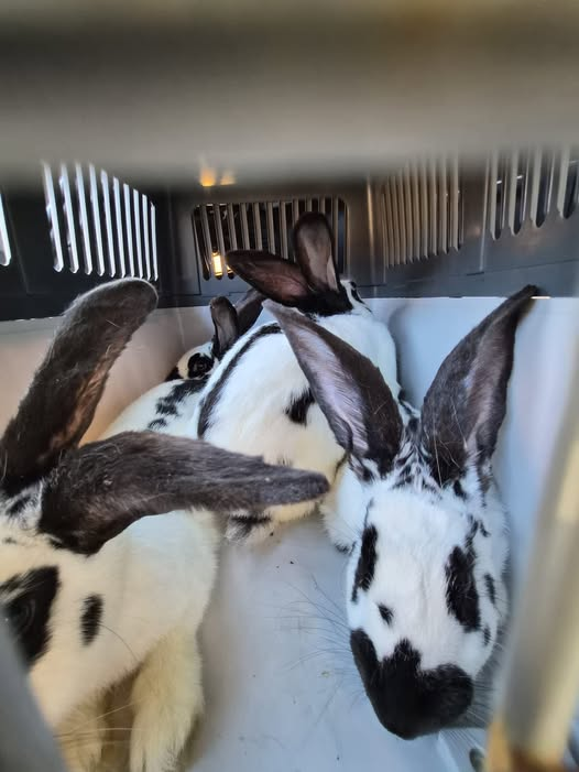 yolandaschultes's tweet photo. 26188. Edewecht
Mehrere Riesenkaninchen gefunden -ausgesetzt
Kopie
Update 2: in Edewecht im Blendermannsweg wurden 3 weitere Kaninchen gefunden. An einer anderen Stelle 1.
Update: In der Schoolstraat wurden noch 2 weitere Riesenkaninchen gefunden. Wir sind somit bei 6.
In der Alpenrosenstraße in Edewecht-Kleefeld wurden vier Deutsche Riesenschecken gefunden.
Wer Hinweise zu den Tieren oder möglichen Haltern geben kann, meldet sich bitte bei uns
01573 6772634
https://t.co/bdahro2Rmr