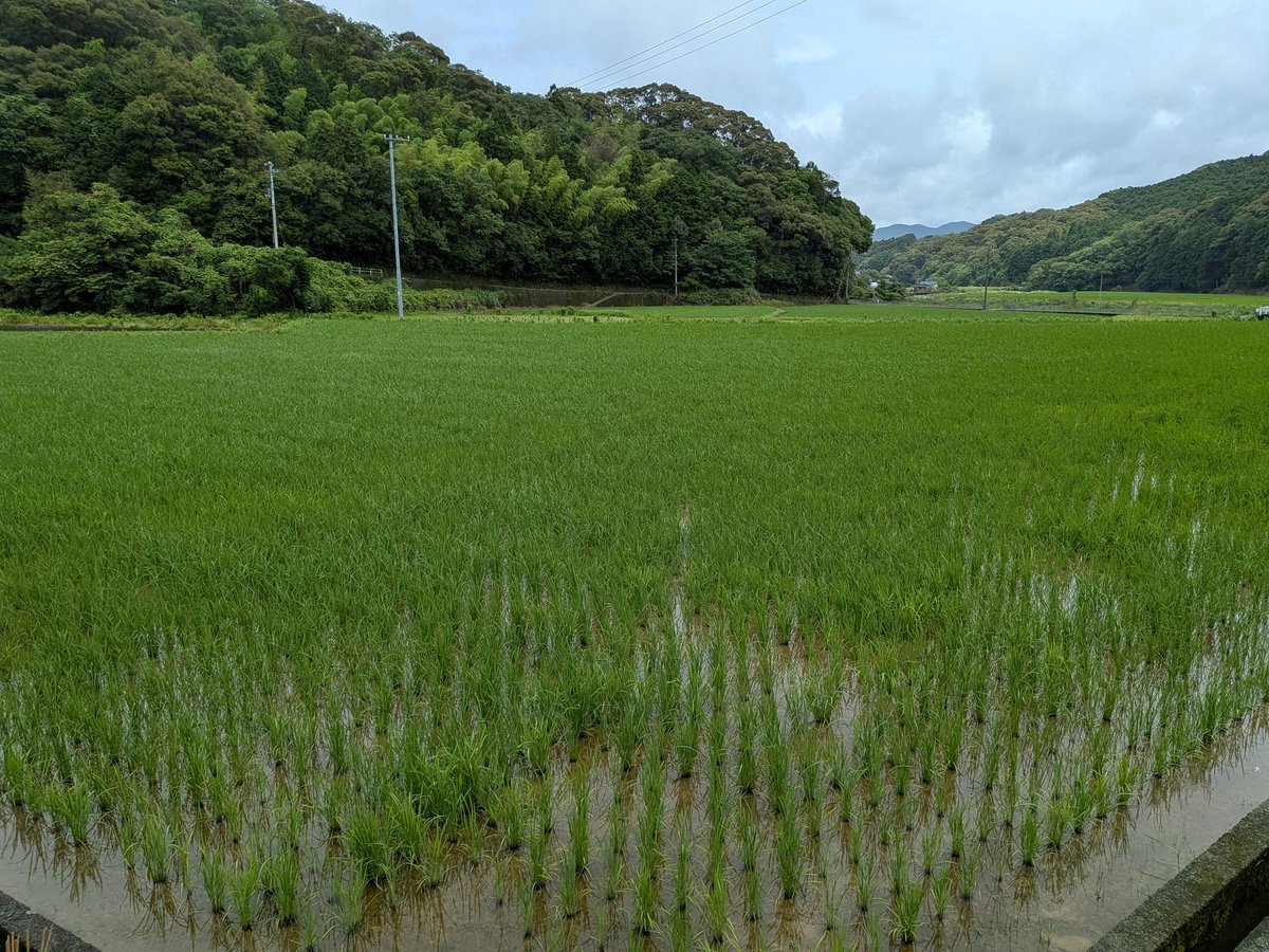 APEXLIFELINE7's tweet photo. 3週間前に精米したお米をもらってください（送料など全てこちらが負担します）

合計3kgぐらいあったので約6名

精米の種類は5ぶ、7ぶから選んでください

応募方法は→RT（リツイート）とコメントで　#シルク米　

1人約700gです🌾（真空にしてますが空気が入る事もあります、1ヶ月以内には食べてください）

高知県産コシヒカリ、単一原料米、去年8月に収穫して冷蔵保存された古米
#高知県産コシヒカリ