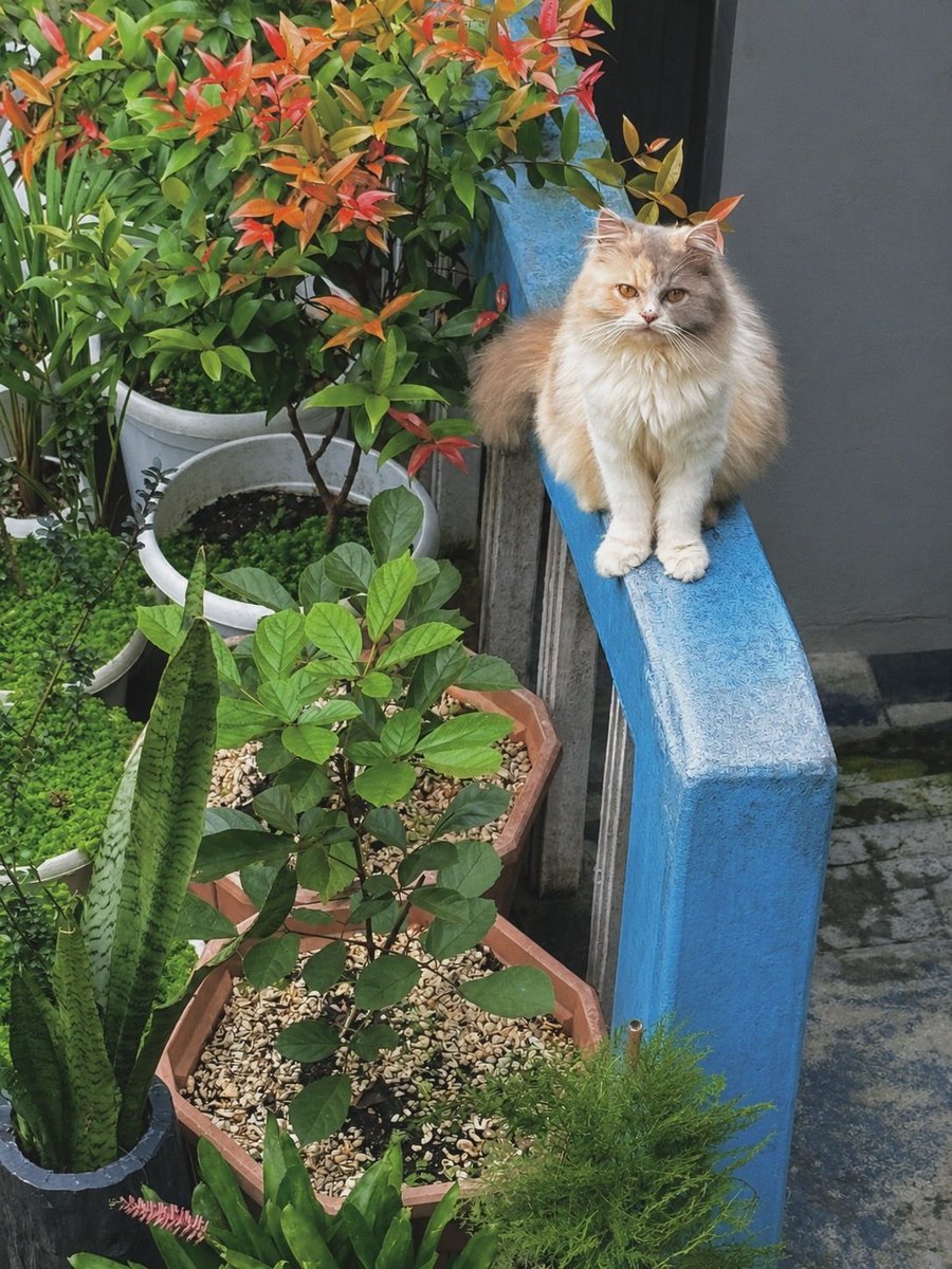3lizaCZ's tweet photo. Watching our garden with her tiny paws ๐พ and living a purr-fect life ๐ โค๏ธ๐
#beautifulcat #catisland #gorgerouscat #persiancat https://t.co/bF0PzQilYI