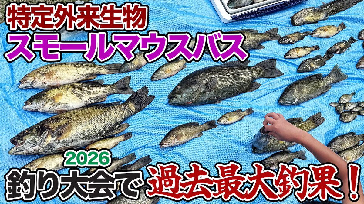 tetsuto_w's tweet photo. 【YouTube】巨大天然アユの釣れる川として全国に知られる三重県櫛田川では、「スモールマウスバス」によるアユの食害が問題になっています。
そんな櫛田川で開催されるバス釣り大会も今年で4回目、過去最大の釣果となり、モンスターの登場にも沸いた中、栄冠を手にしたのはアノお方でした…！！ https://t.co/d87HSYBD3p