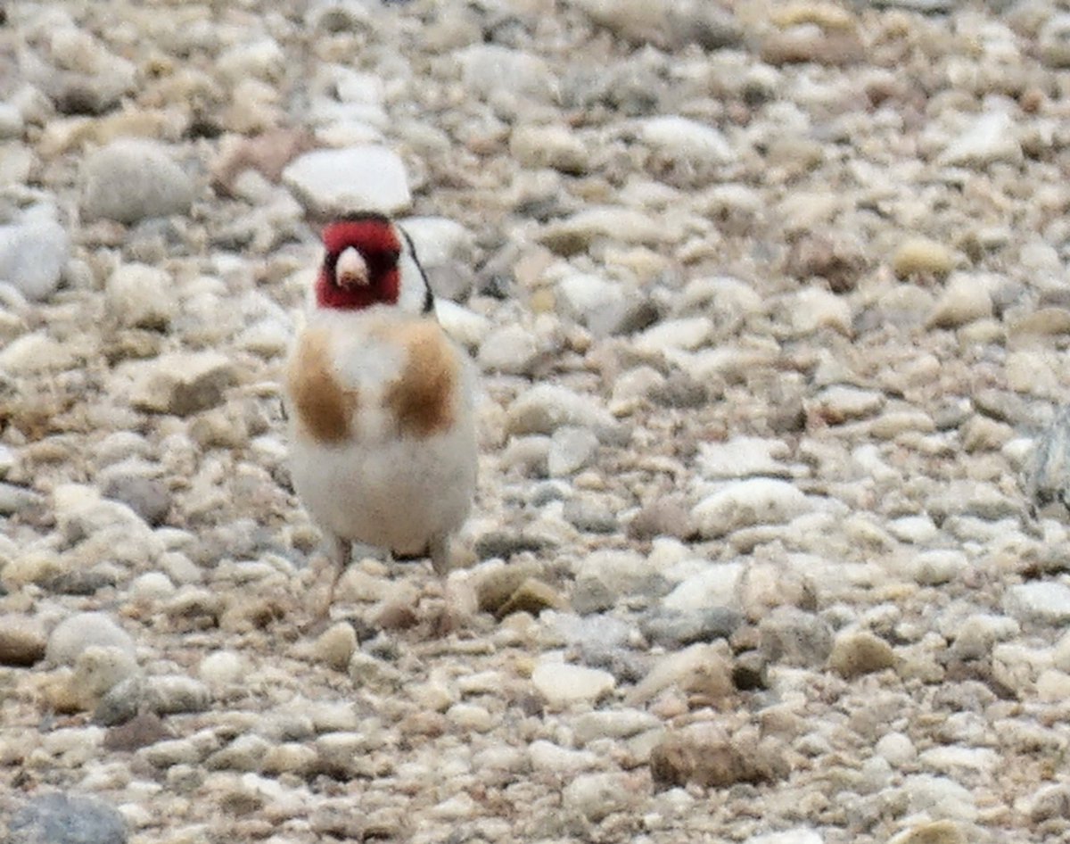 HPaluste's tweet photo. Caduelis carduelis L.
#birdphotography #BirdsOfX #naturfotografie https://t.co/sencBPNHrn