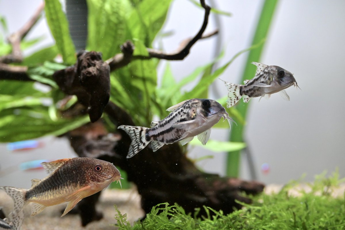 pan387's tweet photo. 大•中•小
＃corydoras ＃ｺﾘﾄﾞﾗｽ https://t.co/N97cP2L4uZ